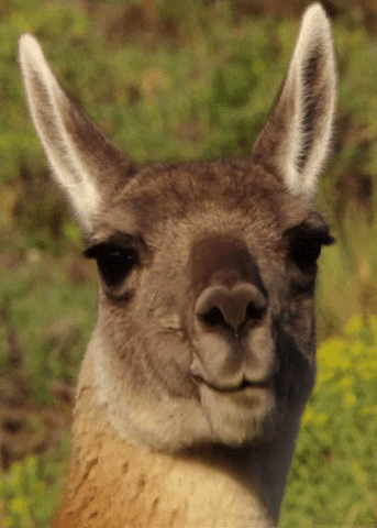 Veranstaltungsbild Tierpflege mit Lamas